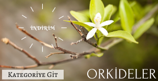orkideler
